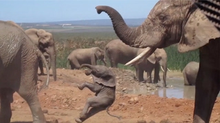 Baby Elephant Being Thrown Around By Bull [upl. by Htebzil]