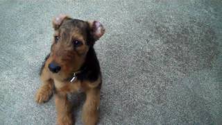 AIREDALE PUPPY AT 12 WEEKS [upl. by Einnus]