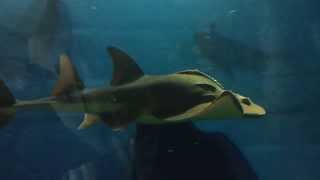 Bowmouth Guitarfish at Sharjah Aquarium [upl. by Ahsik]