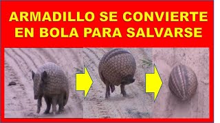 Armadillo se convierte en pelota para salvarse shorts [upl. by Perice996]