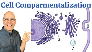 Finally Understand Cellular Compartmentalization the Endomembrane System and Endosymbiosis [upl. by Ahsatan]