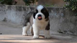 KKs Saint bernards Very Active Puppies HD video puppies short movie [upl. by Muiram]