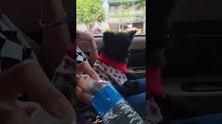 Promdi puppy Celene goes to Manila pomeranian black blackpomeranian strawberry manila [upl. by Renckens]