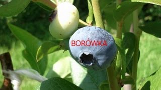 BORÓWKA AMERYKAŃSKA UPRAWA [upl. by Ehcsrop]