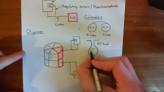 CalciumCalmodulin Dependent Kinase II Part 1 [upl. by Daniela]