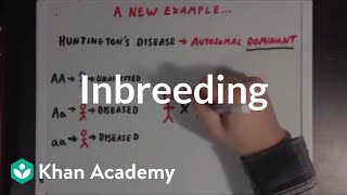 Inbreeding  Biomolecules  MCAT  Khan Academy [upl. by Yacano]