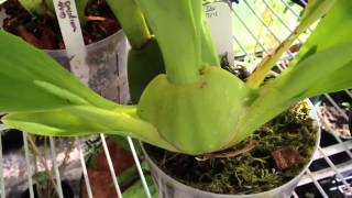 Oncidium Orchid care removing old bloom spike and how it reblooms [upl. by Are]