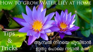 How to Grow water Lily at home water Lily plant careആമ്പൽ നടുന്ന വിധം  Aambal care  Tips amp Tricks [upl. by Akehsay930]