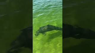 A panhandling porpoise Video courtesy Mike Lail saltlife saltwaterfishing inshorefishing [upl. by Cocke]