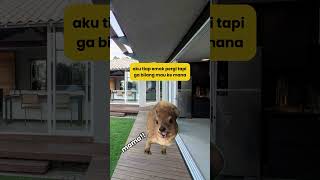 siapa yang gini juga innovel quotes metimeisthebesttime catmeme [upl. by Quintana]