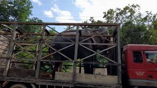 Elephant is transported in lorry  Amazing Videos  Elephant [upl. by Adnoel716]