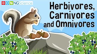 Herbivores Carnivores and Omnivores [upl. by Htebezile569]