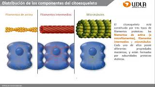 Clase de Citoesqueleto uniones celulares y Matriz extracelular [upl. by Spears120]