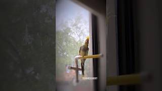 Cockatiel on High Alert for Random Feather Attacks 🪶  Tiel Named Loubert [upl. by Vasyuta764]