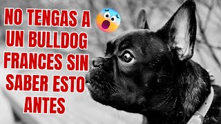 😱¿Quieres un BULLDOG FRANCÉS  10 Curiosidades que debes SABER antes de tenerlo TIENES QUE VERLO✅ [upl. by Tarttan948]