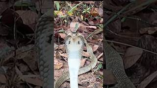 ANGRY SPITTING COBRA STANDOFF shorts cobra snake [upl. by Meghan208]