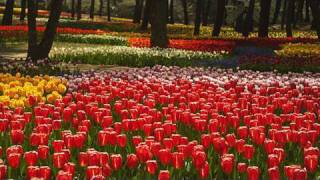 ひたち海浜公園のチューリップとネモフィラ Hitachi Seaside Park Shot on RED ONE [upl. by Atnahc282]