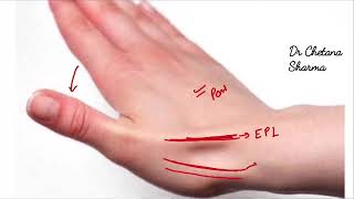 Surface anatomy of anatomical snuff box [upl. by Joachim]