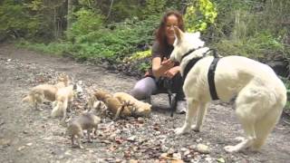 Erster Spaziergang mit Schäferhund Bianca  Eva Windisch  Mit Hunden sein [upl. by Plank]