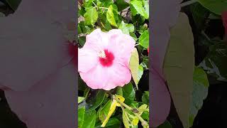 BEAUTIFUL Hibiscus Flower hibiscus hibiscusflower floweringplant mygarden viralshort youtubesh [upl. by Fortunia143]