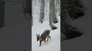 Vuelve la nieve a la Cordillera Cantábrica [upl. by Llenor]