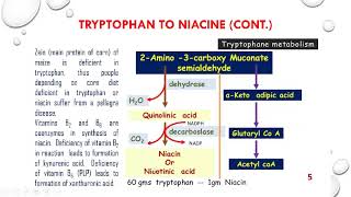 Tryptophan metabolism Niacine serotonine and melatonin synthesis and functions [upl. by Enier]