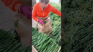 Thornless Rose Cutting As Root Stocks For Rose Tree Grafting farming plants flowers [upl. by Tower]