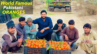 World Famous Pakistani Oranges Production  Punjab [upl. by Atem328]