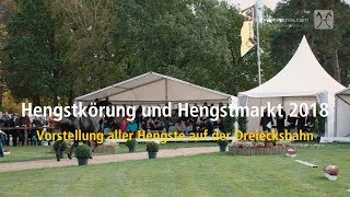 Hannoveraner Hengstkörung 2018  Erste Besichtigung auf der Dreiecksbahn [upl. by Alric861]