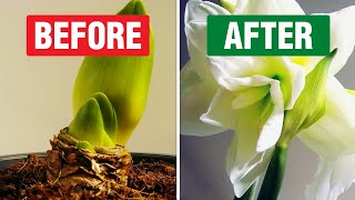 Hippeastrum Alfresco Time Lapse [upl. by Lange985]