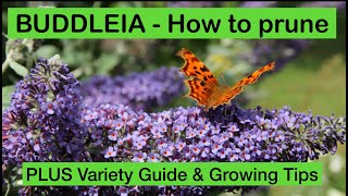 BUDDLEIA – HOW TO PRUNE plus VARIETY GUIDE amp GROWING TIPS FOR THE BUTTERFLY BUSH [upl. by Florence]