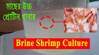 যেভাবে সহজে মাছের উচ্চ প্রোটিন খাবার Brine Shrimp চাষ করবেন। How to Culture Brine Shrimp for Fish [upl. by Dacey]