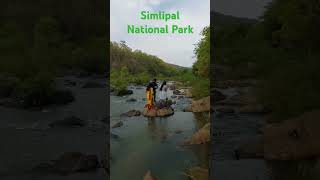 🌳🌴Similipal National park simlipal mayurbhanj odisha youtubeshorts travel viralvideo [upl. by Heinrike]