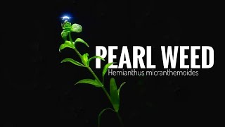 PEARL WEEDHow to plant Hemianthus micranthemoides the other way [upl. by Ahsinelg]