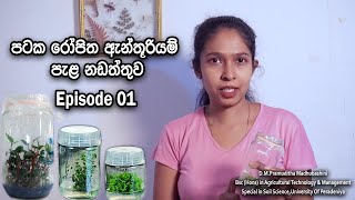 පටක රෝපිත ඇන්තූරියම් නඩත්තු කරන ආකාරය how to maintain tissue culture anthurium seedlings [upl. by Cato432]