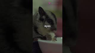 Fun Facts About Sugar Gliders funfacts animals wildlife naturetrivia didyouknow funtrivia [upl. by Felizio]