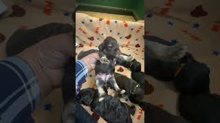 NinaTurbo miniature schnauzer puppies 2 weeks old [upl. by Soulier]