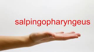 How to Pronounce salpingopharyngeus  American English [upl. by Pejsach]