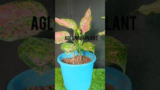 Top 10 best low maintenance indoor plantshouseplants follow this channel [upl. by Stiruc]