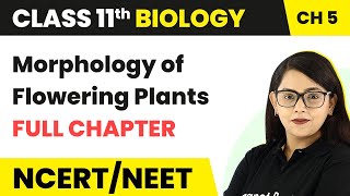 Morphology of Flowering Plants  Full Chapter Explanation  Class 11 Biology Chapter 5  NCERTNEET [upl. by Ahens]