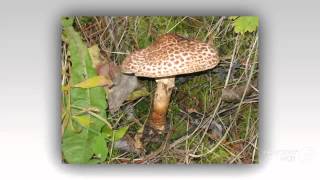 Lepiota acutesquamosa  fungi kingdom [upl. by Foote]