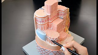 Skeletal Muscle Cell Anatomy  Myofiber and Myofibril Anatomy [upl. by Ecidnak849]