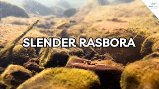 Rasbora Daniconius Underwater Video  Slender Rasbora Fish  Bhopal [upl. by Eiddet]