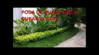 Como Podar PALMA ARECA  PODA DURANTAS GOLD  Cuidados [upl. by Canica]