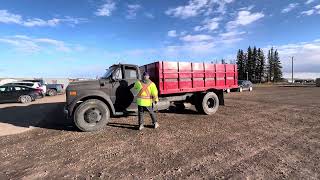 604B 1972 Chev C150 Grain Truck [upl. by Abba]