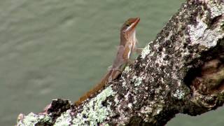 Anole Lizard doing Push ups and Shedding [upl. by Teagan675]