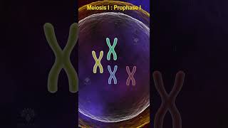 Prophase 1 meiosis  meiosis cell division shorts shortsvideo [upl. by Oile116]