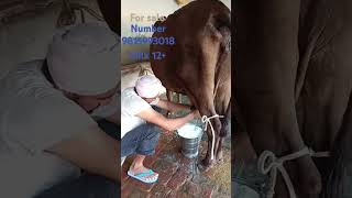 For sale Milk 12 number 9815993018 johal dairy farm [upl. by Lorelle]