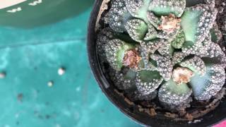 Titanopsis calcarea seed pod time lapse [upl. by Hephzibah]