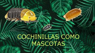 CRíA Y MANTENIMIENTO CULtiVO COCHIniLLA DE La Humedad 🐞 The BEST PET InverTEbraTES [upl. by Ykcir849]